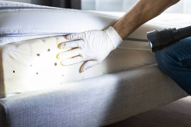 Best Termite Control Services  in Perry, IA