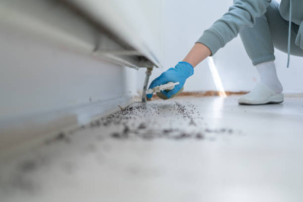 Best Cockroach Control Services  in Perry, IA